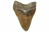 Serrated, Fossil Megalodon Tooth - North Carolina #347044-1